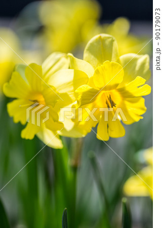 黄水仙 黄水仙 90179073