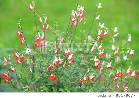 満開のチェリーセージ(赤と白のホットリップス) 満開のチェリーセージ(赤と白のホットリップス) 90179077