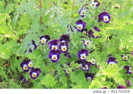 紫色のビオラ 90179309