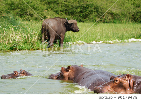 African wildlife, Uganda 90179478