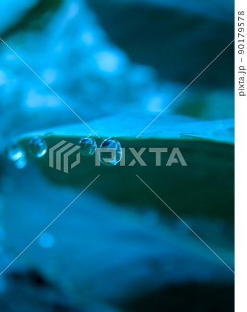 ハボタンの葉に朝露【春】【初夏】 ハボタンの葉に朝露【春】【初夏】 90179578