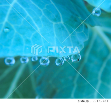 ハボタンの葉に朝露【春】【初夏】 ハボタンの葉に朝露【春】【初夏】 90179581
