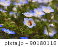 ネモフィラの花と花の蜜を集める蜜蜂 90180116