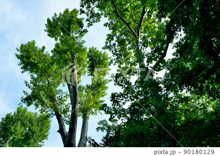 落葉樹　早春のプラタナスの若葉 90180129