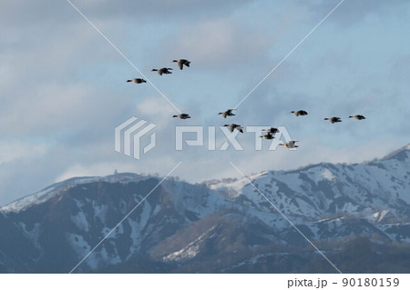 残雪の山をバックにねぐら入りするマガンの群れ 残雪の山をバックにねぐら入りするマガンの群れ 90180159