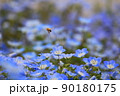 ネモフィラの花と花の蜜を集める飛び回る蜜蜂 90180175