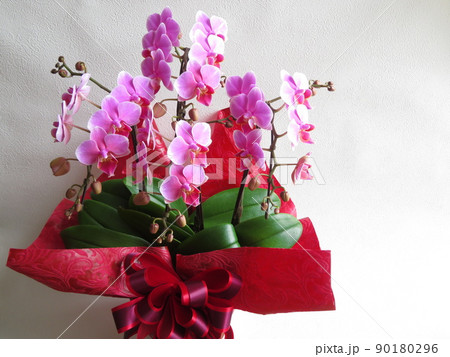 お祝い向けの胡蝶蘭　コチョウラン 90180296