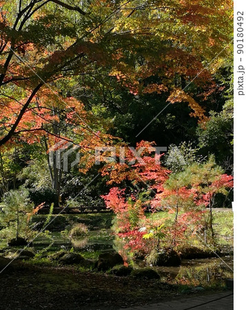 森の中の池に映る紅葉 森の中の池に映る紅葉 90180492