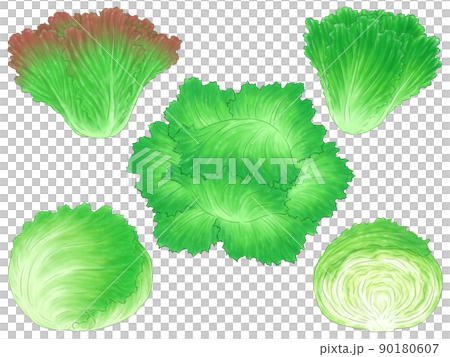 生菜和葉生菜 生菜和葉生菜 90180607
