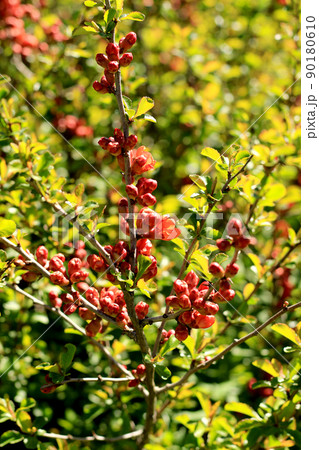 quince bush blossom with red flowers quince bush blossom with red flowers 90180610