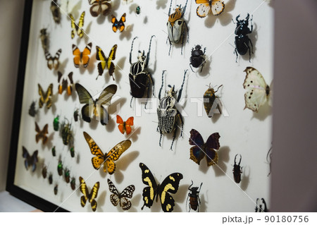 昆虫標本　虫　博物館 90180756