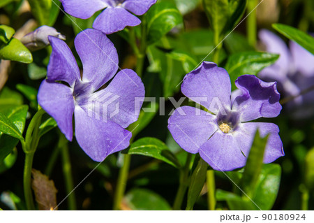 Beautiful purple flowers of vinca on background of green leaves. Vinca minor, small periwinkle, small periwinkle, ordinary periwinkle, as decoration of garden. 90180924