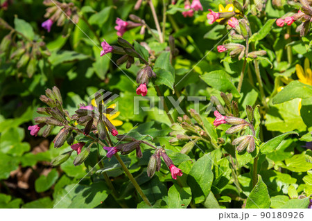 Pulmonaria officinalis, common names lungwort, common lungwort, Mary's tears or Our Lady's milk drops, is a herbaceous rhizomatous evergreen perennial plant of the genus Pulmonaria 90180926