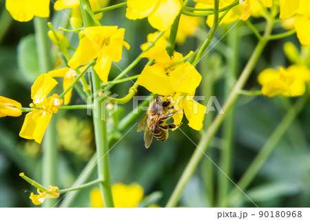 Bee on yellow rapeseed flower on blurred background 90180968