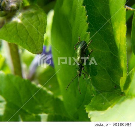 Big golden green beetle Spanish Fly cantharis Stock Photo