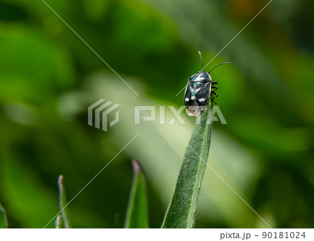 Cabbage bug, brassica shieldbug, Eurydema oleracea, of the family Pentatomidae on a leaf in a garden. Spring, May 90181024