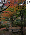 紅葉の森の中のベンチ 90181147