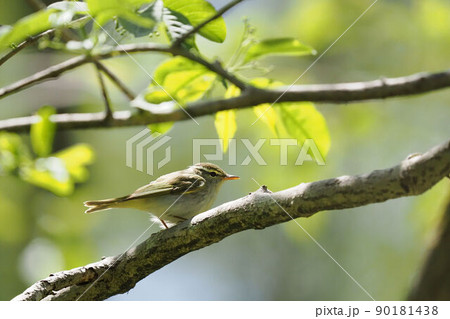 センダイムシクイ センダイムシクイ 90181438