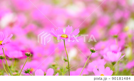 コスモス花「大自然の花」秋の色彩・一輪の花イメージ素材 90181484