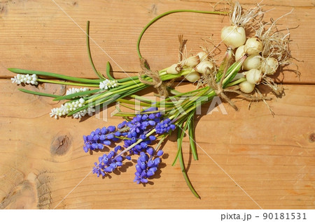球根つきの白と紫のムスカリの花束 90181531