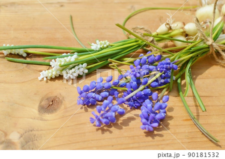 球根つきの白と紫のムスカリの花束 球根つきの白と紫のムスカリの花束 90181532