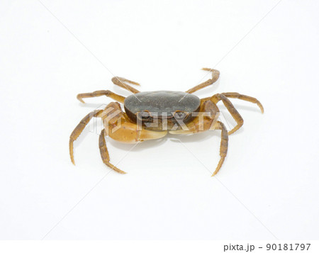 左右でハサミの大きさが違うサワガニ 左右でハサミの大きさが違うサワガニ 90181797