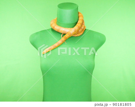 首に巻き付くオレンジ色の蛇 首に巻き付くオレンジ色の蛇 90181805