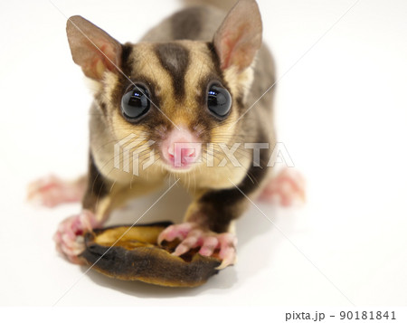 おやつのバナナを見つけたフクロモモンガ	 90181841