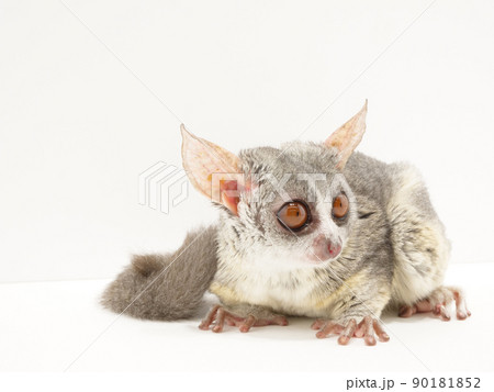 大きな耳と目がかわいいショウガラゴ 大きな耳と目がかわいいショウガラゴ 90181852
