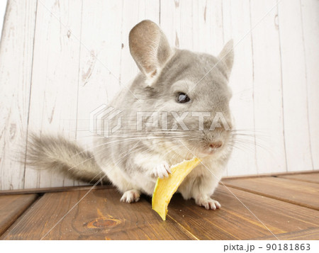 片手で持ったりんごを食べるチンチラ 片手で持ったりんごを食べるチンチラ 90181863