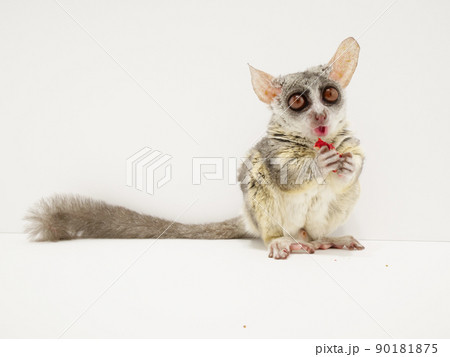 いちごを咀嚼するショウガラゴ いちごを咀嚼するショウガラゴ 90181875