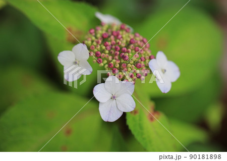 アジサイ　0325 90181898