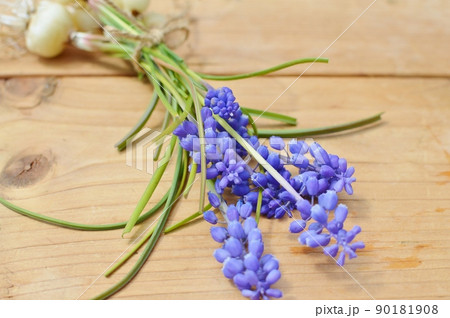 球根つきの紫のムスカリの花束　 90181908