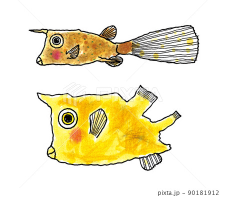 コンゴウフグ幼魚と成魚 90181912