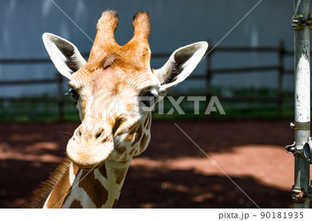 東京都多摩市 多摩動物公園 キリン 東京都多摩市 多摩動物公園 キリン 90181935