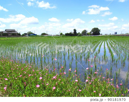 畦に咲くアカバナユウゲショウと青空を映す初夏の植田風景 畦に咲くアカバナユウゲショウと青空を映す初夏の植田風景 90181970