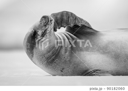 Mono close-up of crabeater seal stroking chin 90182060