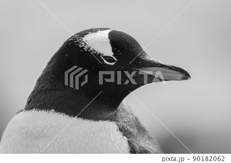 Mono close-up of gentoo penguin facing right Mono close-up of gentoo penguin facing right 90182062