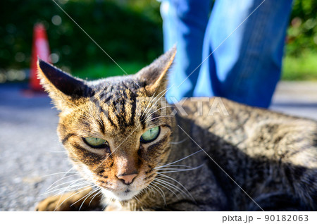 駐車場のキジトラ猫 90182063