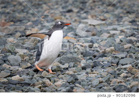 Gentoo penguin waddles over shingle in sunshine Gentoo penguin waddles over shingle in sunshine 90182096