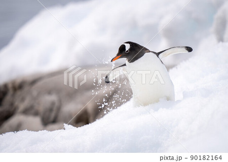 Gentoo penguin wobbles through snow near rocks Gentoo penguin wobbles through snow near rocks 90182164