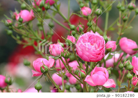 薔薇（ポンポネッラ - Pomponella） 90182280