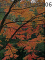 常緑樹に映える紅葉もみじ 90182306