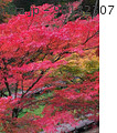 森林公園内の燃える紅葉 90182307