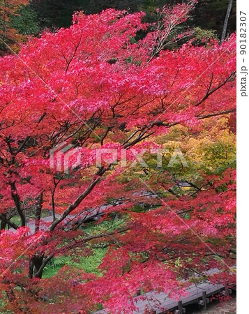 森林公園内の燃える紅葉 森林公園内の燃える紅葉 90182307