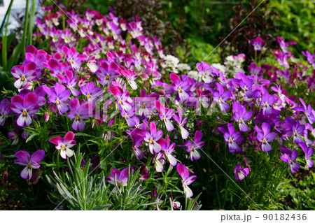 紫色のパンジーの花 紫色のパンジーの花 90182436