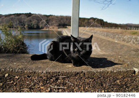 宮沢溜池の野良猫 宮沢溜池の野良猫 90182446