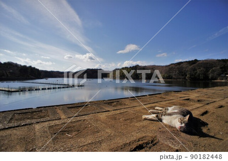 宮沢溜池の堤体で寝る野良猫 90182448