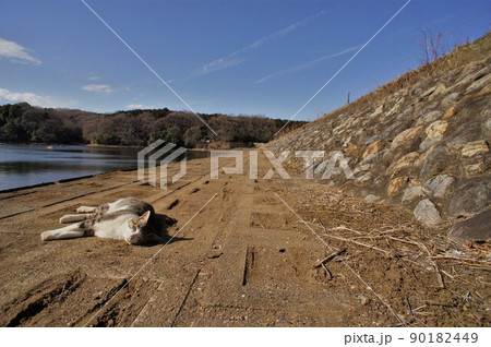 宮沢溜池の堤体で寝る野良猫 90182449
