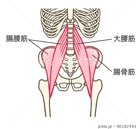 腸腰筋 大腰筋 腸骨筋 股関節を屈曲する筋肉 説明ありのイラスト素材